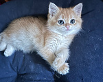 Кошки в Саке: Котята! Девочка, 20 000 руб. - фото 6