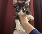 Кошки в Домодедово: котенок браш донской сфинкс Девочка, Бесплатно - фото 2