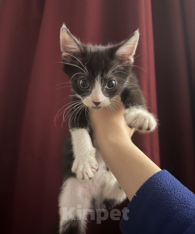 Кошки в Домодедово: котенок браш донской сфинкс Девочка, Бесплатно - фото 2