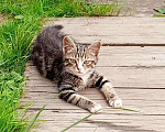 Кошки в Хабаровске: Отдам котенка в добрые руки Мальчик, Бесплатно - фото 3