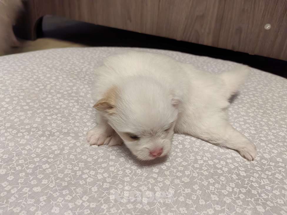 Собаки в Самаре: Немецкий шпиц Девочка, 50 000 руб. - фото 7