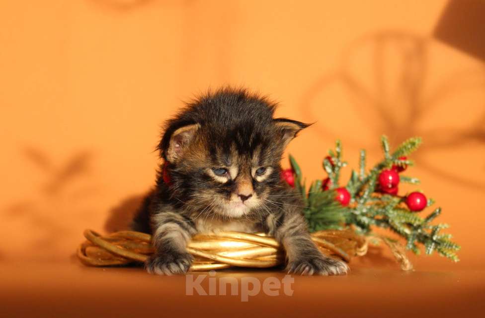 Кошки в Екатеринбурге: Котёнок мейн-кун Кабалерон Мальчик, 70 000 руб. - фото 1