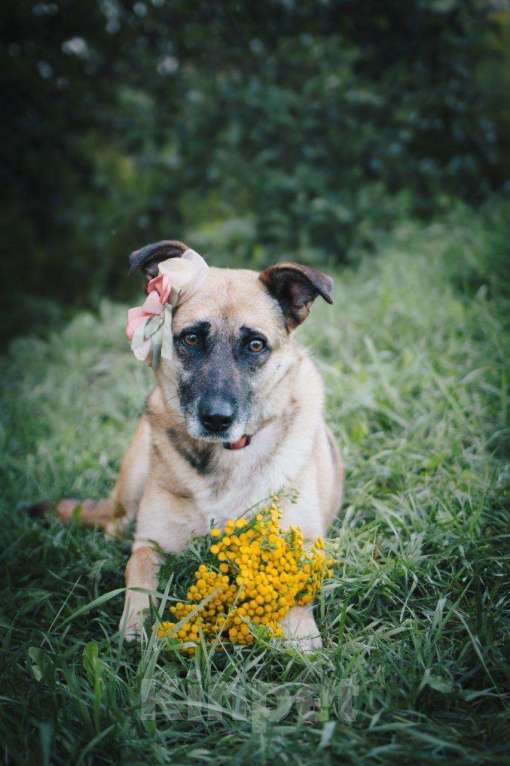 Собаки в других городах Московской области: Девочка Банди ищет дом Девочка, Бесплатно - фото 6