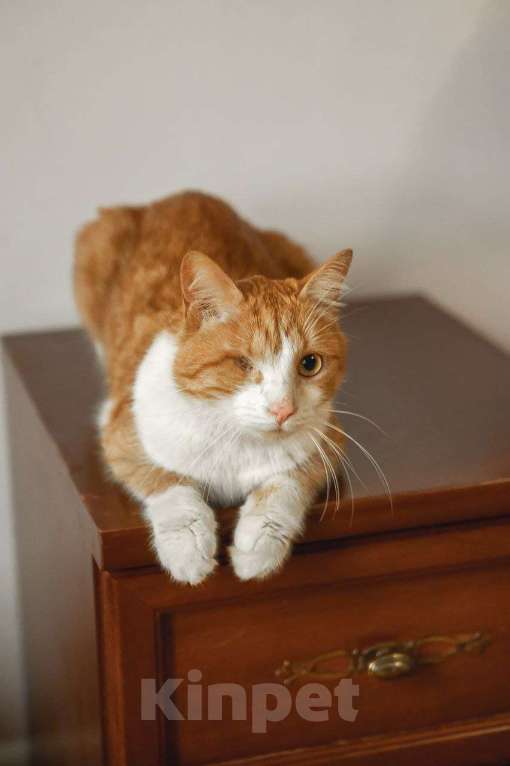 Кошки в Краснознаменске: Тёма ждёт именно Вас💫 Мальчик, 100 руб. - фото 2