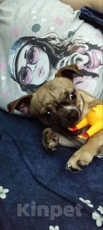 Собаки в Санкт-Петербурге: Пропажа Мальчик, 5 000 руб. - фото 1