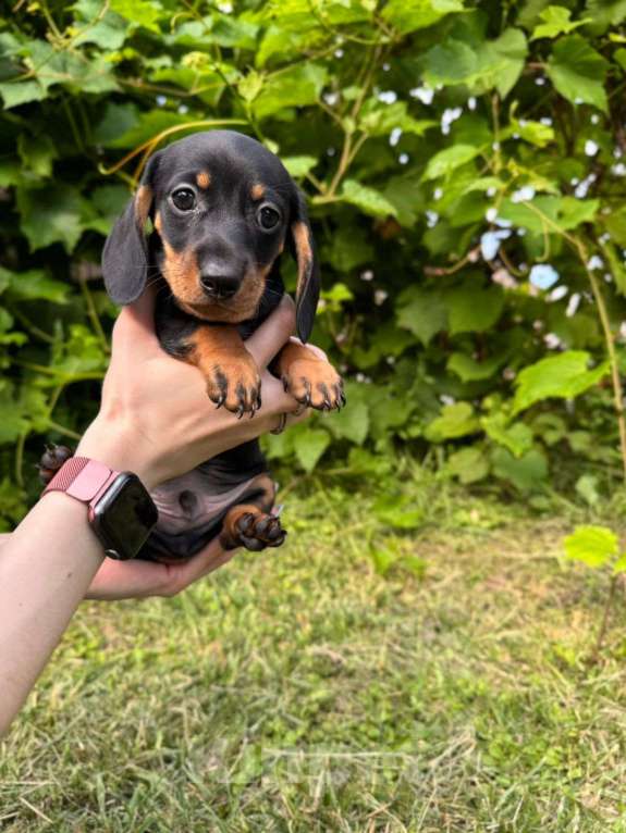 Собаки в Москве: Малышарики  Мальчик, 25 000 руб. - фото 2