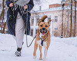 Собаки в Москве: Дружелюбный пес-компаньон Тенгри ищет дом!  Мальчик, Бесплатно - фото 7