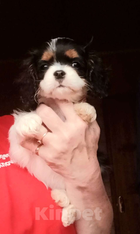 Собаки в Москве: Девочка Кавалер Кинг Чарльз спаниель  Девочка, Бесплатно - фото 2