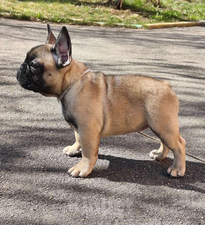 Собаки в других городах Московской области: Французики, подрощенные щенки.  Девочка, 100 000 руб. - фото 2