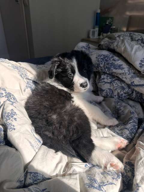 Собаки в Москве: Девочка (сука) бордер-колли: послушна и очень перспективна в аджилити Девочка, 130 000 руб. - фото 9