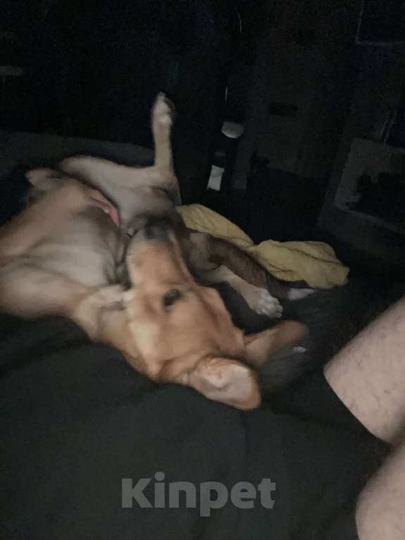 Собаки в Новосибирске: Белла, 1 год Девочка, Бесплатно - фото 3