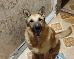 Собаки в Лысково: Потерялась Девочка, Бесплатно - фото 3