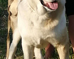Собаки в Черепаново: алабай вязка, Бесплатно - фото 4