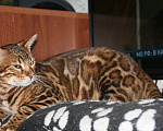 Кошки в Москве: Бенгальский котенок (котик) Мальчик, 15 000 руб. - фото 3