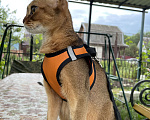 Кошки в Тамбове: Абиссинские котята Мальчик, 15 руб. - фото 2