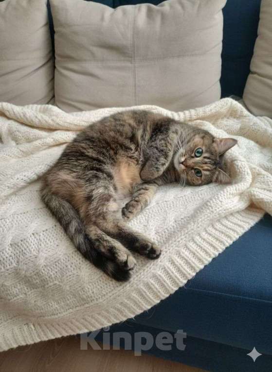 Кошки в Санкт-Петербурге: Кошка в добрые руки Девочка, Бесплатно - фото 3