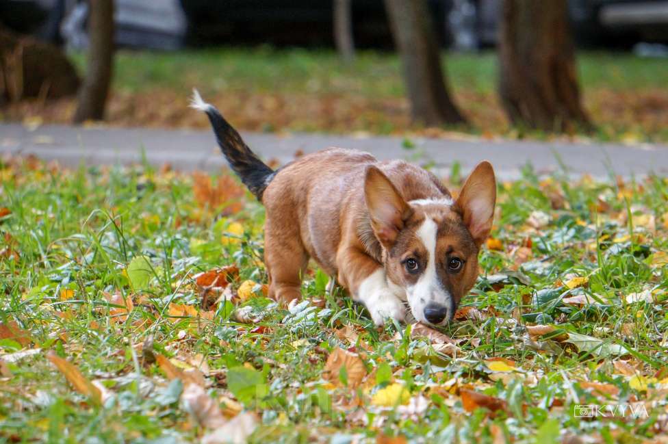 Собаки в Москве: Кнопка Девочка, 50 000 руб. - фото 5