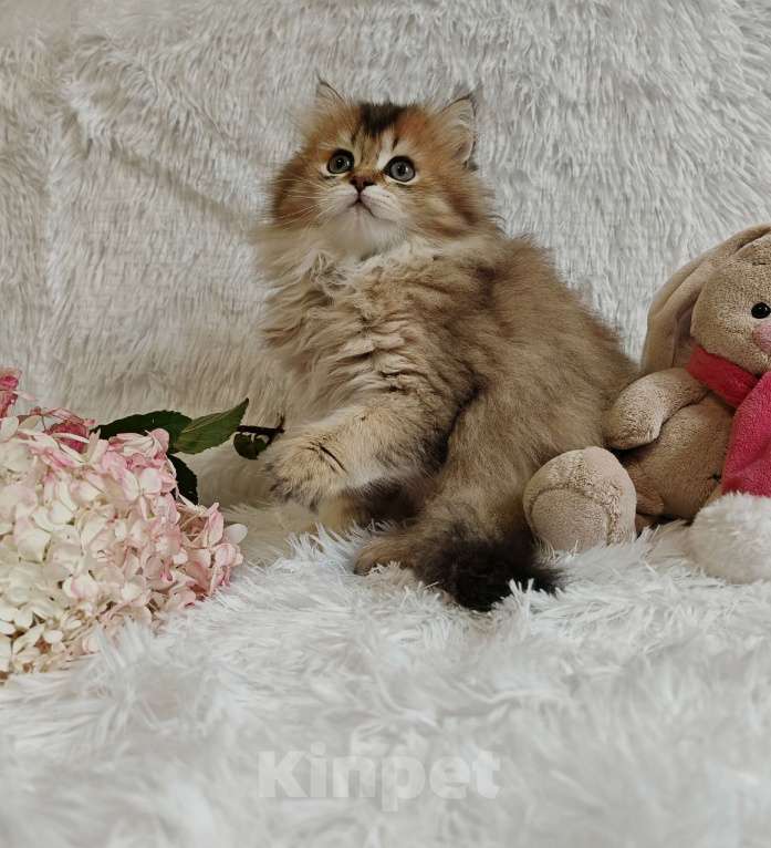 Кошки в Москве: Длинношертсная шотландская кошечка Девочка, 65 000 руб. - фото 7