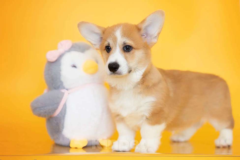 Собаки в Мытищах: Щенки вельш-корги пемброка РКФ Разнополые, Бесплатно - фото 7