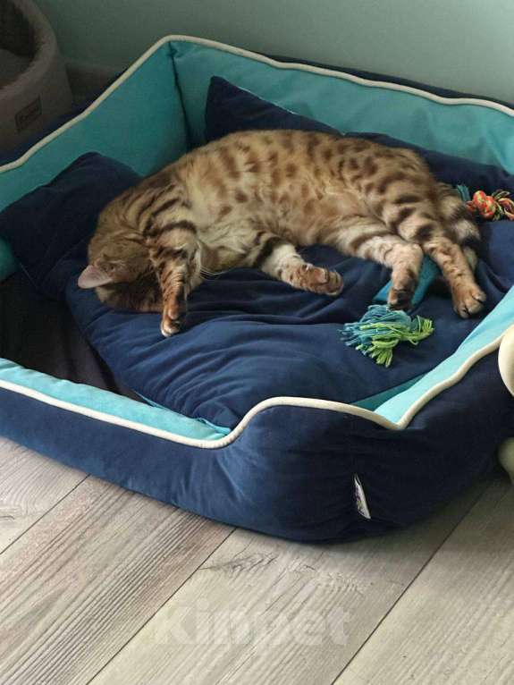 Кошки в других городах Московской области: Потерялся кот, порода Бенгал. Мальчик, Бесплатно - фото 3