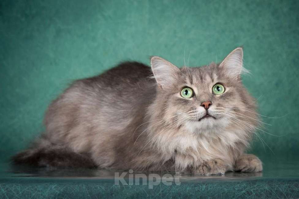 Кошки в Москве: Пушистый нежный и ласковый кот Пух ищет дом Мальчик, 1 руб. - фото 4