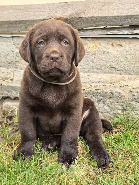 Собаки в других городах Московской области: Щенок Лабрадора мальчик Мальчик, 80 000 руб. - фото 2