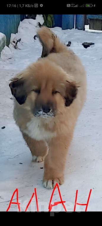 Собаки в Магнитогорске: Банхар(монгольский Волкодав)  Мальчик, 30 000 руб. - фото 9