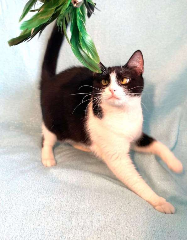 Кошки в Москве: Шакшука, кошка из мультика Девочка, Бесплатно - фото 9