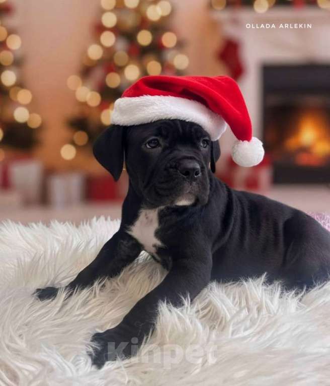 Собаки в Москве: Чёрная девочка кане корсо Девочка, 90 000 руб. - фото 5