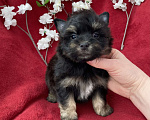 Собаки в Москве: Чёрный йорк мальчик стандарт без перецвета Мальчик, 50 000 руб. - фото 6