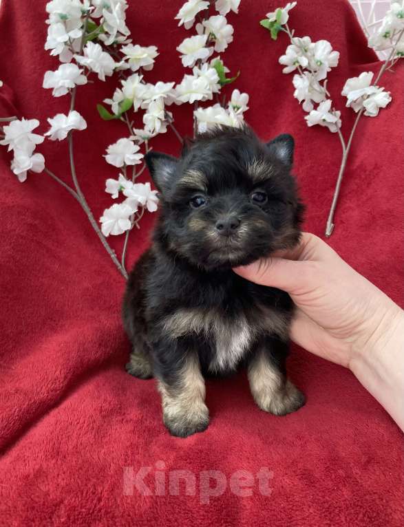 Собаки в Москве: Чёрный йорк мальчик стандарт без перецвета Мальчик, 50 000 руб. - фото 6