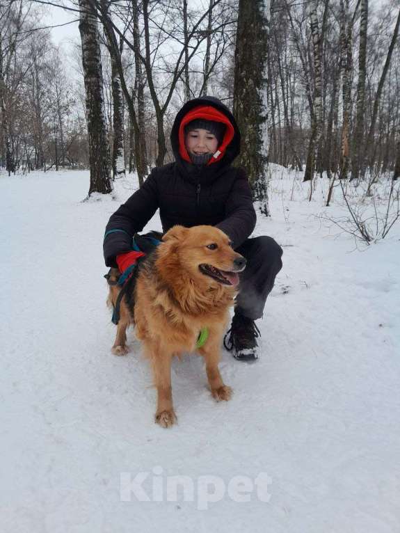 Собаки в Москве: Астра Девочка, Бесплатно - фото 4