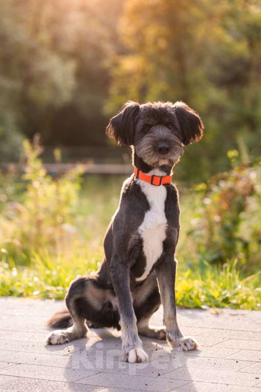 Собаки в Москве: Зелибоба (Боб) Мальчик, Бесплатно - фото 7