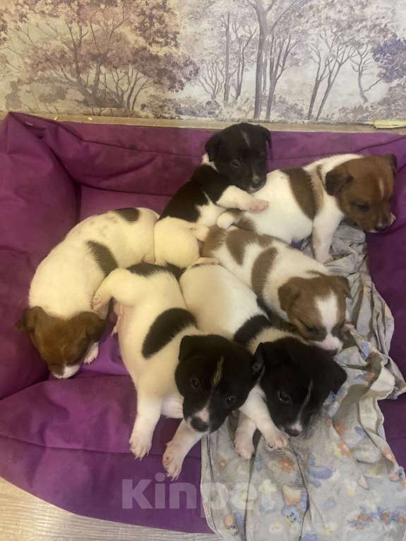 Собаки в Симферополе: Вязка с бело-черным Джек Расселом  Мальчик, Бесплатно - фото 7