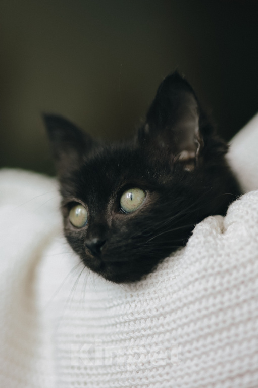 Кошки в Клине: Крошик — трогательный и нежный котёнок Мальчик, Бесплатно - фото 8