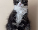 Кошки в Новосибирске: Котик мейн-кун полидакт Мальчик, Бесплатно - фото 1