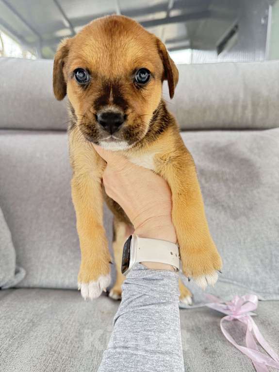 Собаки в других городах Калининградской области: Р Мальчик, Бесплатно - фото 5