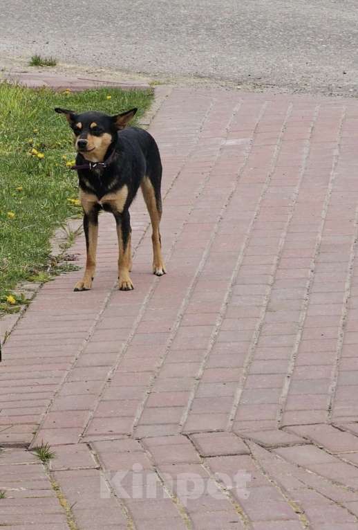 Собаки в других городах Московской области: Найдена собака Девочка, Бесплатно - фото 2