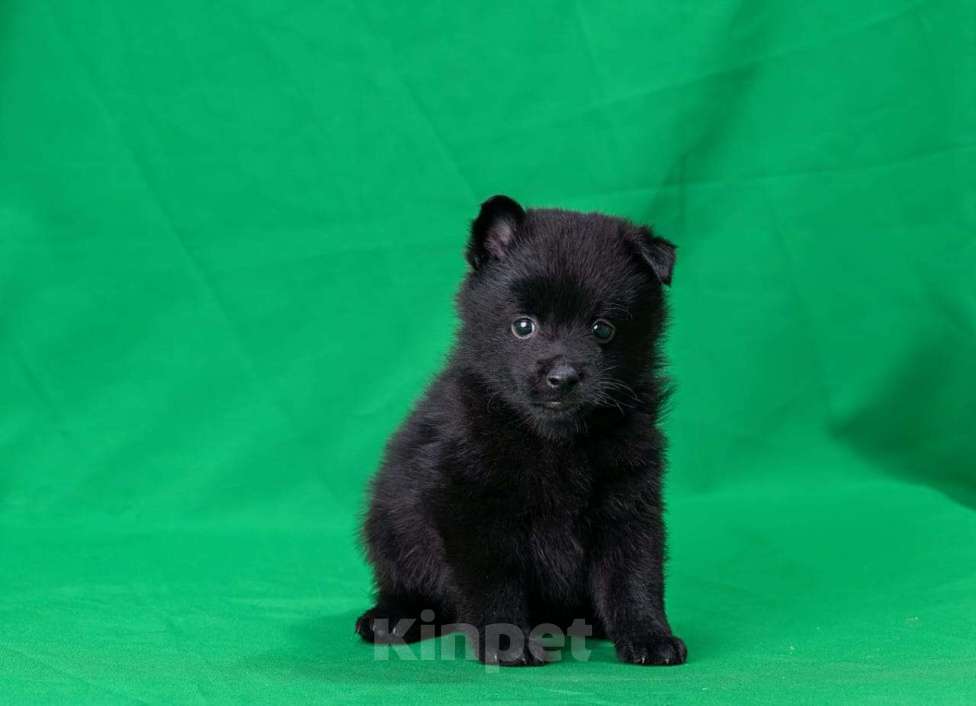 Собаки в Воронеже: Щенки шипперке, мальчики Мальчик, 50 000 руб. - фото 2