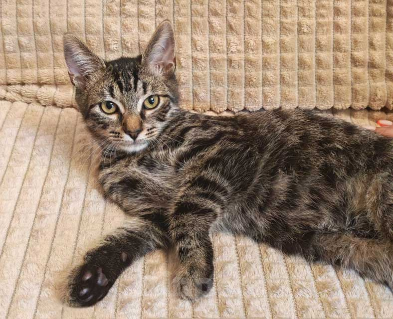 Кошки в Москве: Марсик , маленький полосатый котик-подросток, который очень ждёт своего человека Мальчик, Бесплатно - фото 3