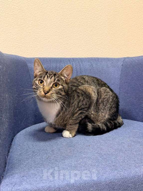 Кошки в Москве: котенок Барс ищет дом Мальчик, Бесплатно - фото 8