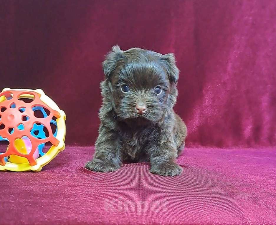 Собаки в Санкт-Петербурге: Шоколадный йорк девочка без подпала Девочка, 110 000 руб. - фото 3