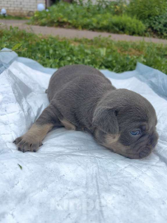 Собаки в Александрове: Малышка американский булли Девочка, 80 000 руб. - фото 4