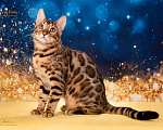Кошки в Москве: Бенгальский котенок Девочка, Бесплатно - фото 2