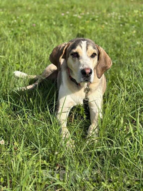 Собаки в Москве: Три года надежды в глазах Рэя. Мальчик, Бесплатно - фото 4