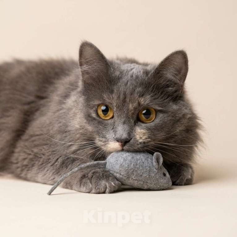 Кошки в Москве: кошка Хлоя в добрые руки Девочка, Бесплатно - фото 7