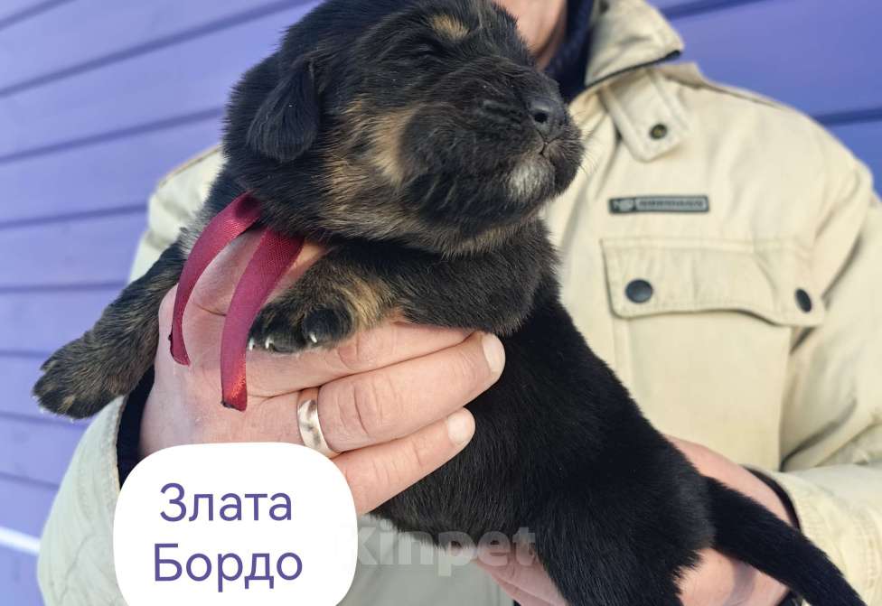 Собаки в Санкт-Петербурге: Щенки Банхара  Девочка, 75 000 руб. - фото 1