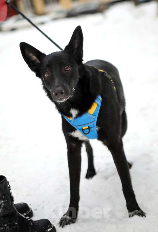 Собаки в Санкт-Петербурге: Собака среднего размера Хаммер в добрые руки Мальчик, Бесплатно - фото 2