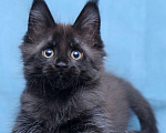 Кошки в Видном: Мейн-кун чёрная пантерочка Девочка, 60 000 руб. - фото 8