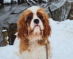 Собаки в Зеленоградске: Шикарные щенки Кавалер Кинг Чарльз спаниель  Мальчик, 55 000 руб. - фото 3